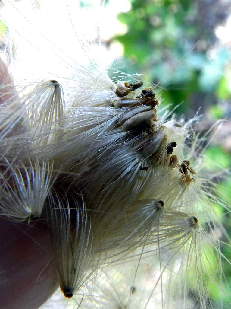 Cirsium vulgare